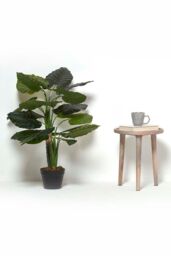 Homescapes Taro Plant in Pot, 90 cm Tall in Green - thumbnail 6