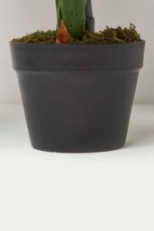 Homescapes Taro Plant in Pot, 90 cm Tall in Green - thumbnail 3