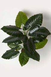 Homescapes Taro Plant in Pot, 90 cm Tall in Green - thumbnail 2