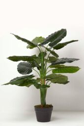 Homescapes Taro Plant in Pot, 90 cm Tall in Green - thumbnail 5