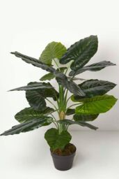 Homescapes Taro Plant in Pot, 90 cm Tall in Green - thumbnail 1