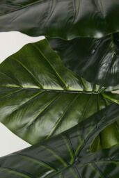 Homescapes Taro Plant in Pot, 90 cm Tall in Green - thumbnail 4