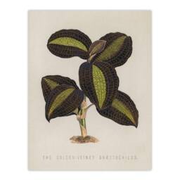 "Artery8 Golden Veined Jewel Orchid Vintage Botanical Wall Art Print Poster in Beige - Size: W12"" x H16""" - thumbnail 1