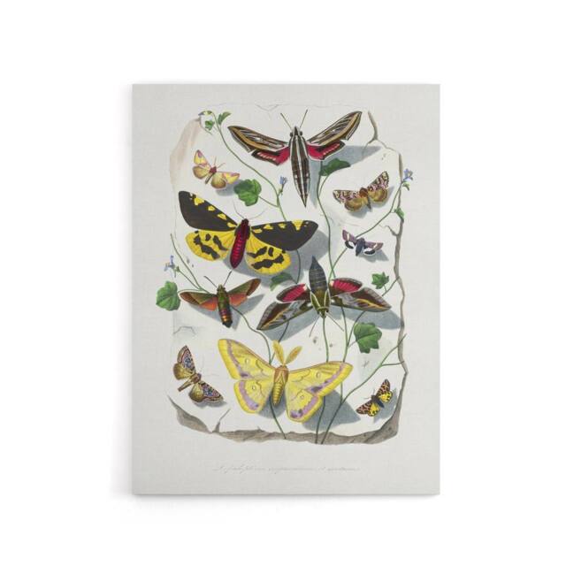"Artery8 Paul Gervais Butterflies Moths Vintage Illustration Canvas Art Print in White - Size: W12"" x H16""" - image 1