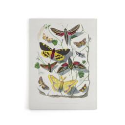 "Artery8 Paul Gervais Butterflies Moths Vintage Illustration Canvas Art Print in White - Size: W12"" x H16""" - thumbnail 1