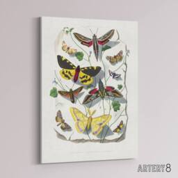 "Artery8 Paul Gervais Butterflies Moths Vintage Illustration Canvas Art Print in White - Size: W12"" x H16""" - thumbnail 2