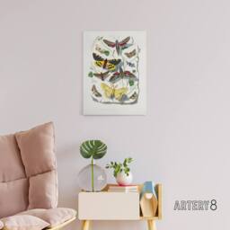 "Artery8 Paul Gervais Butterflies Moths Vintage Illustration Canvas Art Print in White - Size: W12"" x H16""" - thumbnail 3