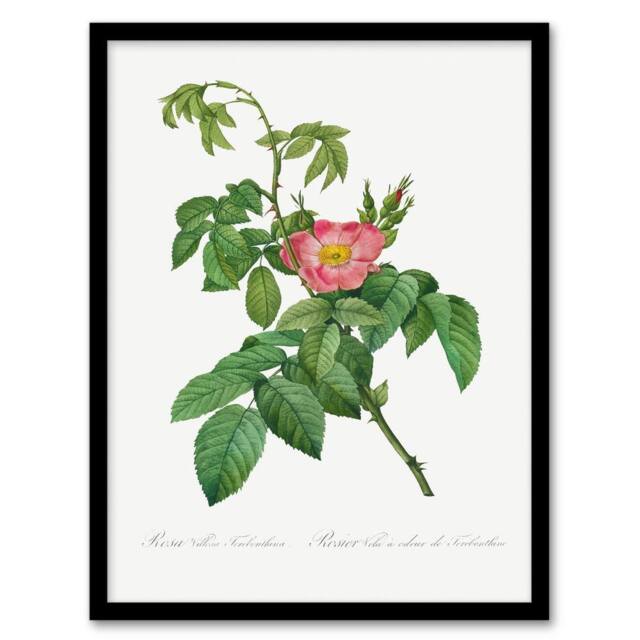 Artery8 Pierre Joseph Redoute Framed Wall Art Print Rosa Villosa Flower Bloom in White - Size: A4 - image 1