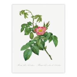 Artery8 Pierre Joseph Redoute Framed Wall Art Print Rosa Villosa Flower Bloom in White - Size: A4 - thumbnail 3