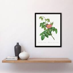 Artery8 Pierre Joseph Redoute Framed Wall Art Print Rosa Villosa Flower Bloom in White - Size: A4 - thumbnail 2