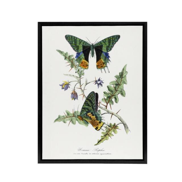 "Artery8 Paul Gervais Madagascan Sunset Moth & Flowers Framed Canvas Art in White - Size: W12"" x H16""" - image 1