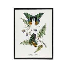 "Artery8 Paul Gervais Madagascan Sunset Moth & Flowers Framed Canvas Art in White - Size: W12"" x H16""" - thumbnail 1