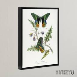 "Artery8 Paul Gervais Madagascan Sunset Moth & Flowers Framed Canvas Art in White - Size: W12"" x H16""" - thumbnail 2