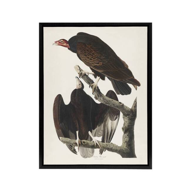 "Artery8 Turkey Buzzard Vulture Audubon Nature Black Framed Canvas Wall Art in White - Size: W12"" x H16""" - image 1