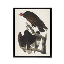 "Artery8 Turkey Buzzard Vulture Audubon Nature Black Framed Canvas Wall Art in White - Size: W12"" x H16""" - thumbnail 1