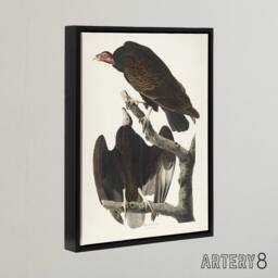 "Artery8 Turkey Buzzard Vulture Audubon Nature Black Framed Canvas Wall Art in White - Size: W12"" x H16""" - thumbnail 2