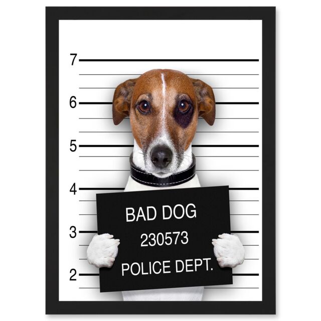 Artery8 Jack Russell Bad Dog Mugshot Police Photo Artwork Framed Wall Art Print A4 in Black - image 1