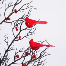 Smartbies Birch Twig Christmas Tree with Lights & Birds - Warm LED 60 Led Pre Lit Tree - USB or Battery Operated in Red - Size: 1 Pack - thumbnail 5