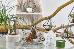 KDMD Glass Terrarium - Small Diamond in Brown - thumbnail 4