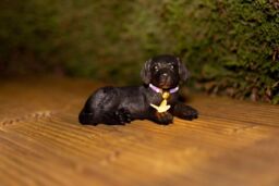 Marco Paul Puppy Statue with butterfly Solar Light in Black - thumbnail 2