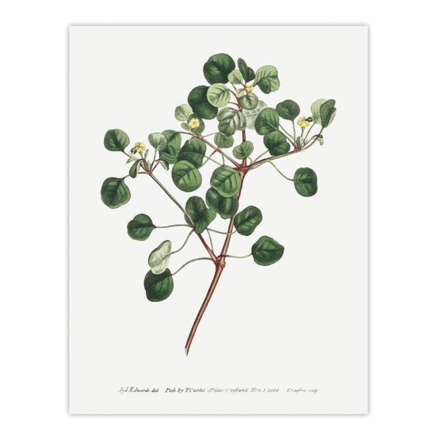 "Artery8 Francis Sansom Manchineel Berry Flowering Plant Wall Art Print in White - Size: W12"" x H16""" - image 1