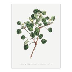 "Artery8 Francis Sansom Manchineel Berry Flowering Plant Wall Art Print in White - Size: W12"" x H16""" - thumbnail 1