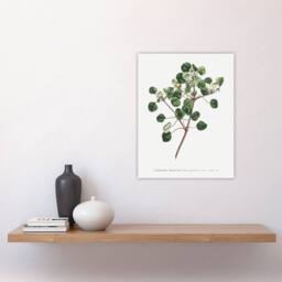 "Artery8 Francis Sansom Manchineel Berry Flowering Plant Wall Art Print in White - Size: W12"" x H16""" - thumbnail 4