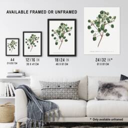 "Artery8 Francis Sansom Manchineel Berry Flowering Plant Wall Art Print in White - Size: W12"" x H16""" - thumbnail 3
