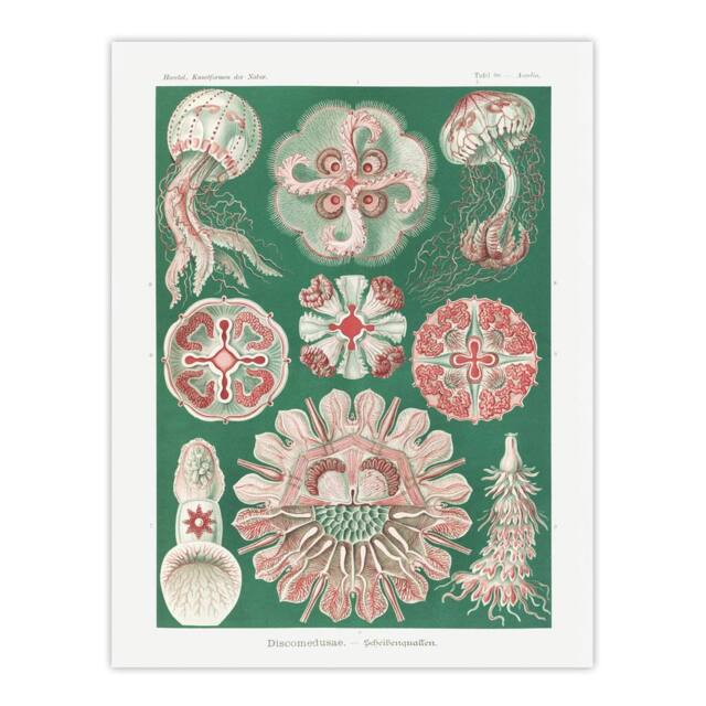 "Artery8 Green Pink Vintage Jellyfish Haeckel Botanical Wall Art Print Poster - Size: W12"" x H16""" - image 1