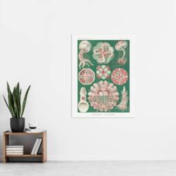 "Artery8 Green Pink Vintage Jellyfish Haeckel Botanical Wall Art Print Poster - Size: W12"" x H16""" - thumbnail 4