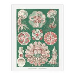 "Artery8 Green Pink Vintage Jellyfish Haeckel Botanical Wall Art Print Poster - Size: W12"" x H16""" - thumbnail 1