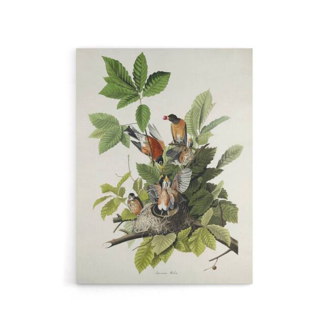 "Artery8 American Robin Birds Nest Audubon Nature Canvas Wall Art in White - Size: W18"" x H24""" - image 1