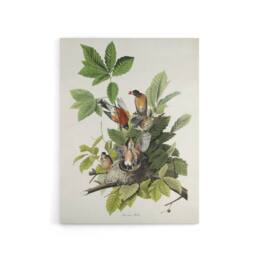 "Artery8 American Robin Birds Nest Audubon Nature Canvas Wall Art in White - Size: W18"" x H24""" - thumbnail 1