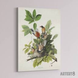 "Artery8 American Robin Birds Nest Audubon Nature Canvas Wall Art in White - Size: W18"" x H24""" - thumbnail 2