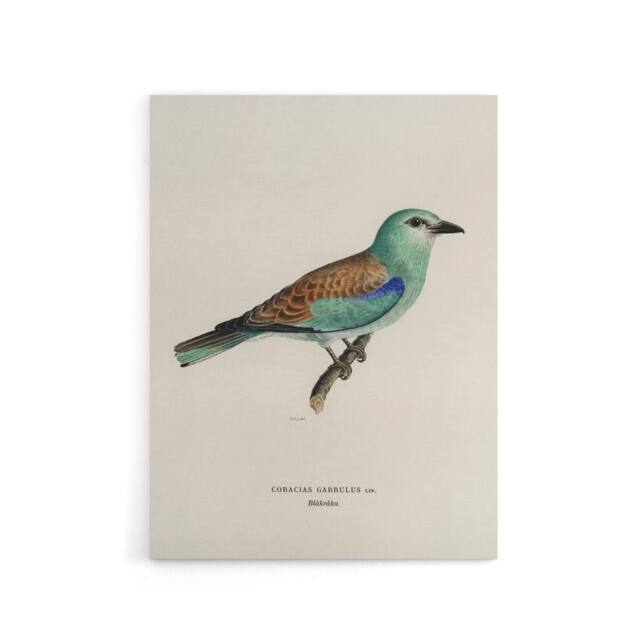 "Artery8 European Roller Bird Von Wright Vintage Canvas Wall Art in Beige - Size: W18"" x H24""" - image 1