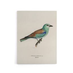 "Artery8 European Roller Bird Von Wright Vintage Canvas Wall Art in Beige - Size: W18"" x H24""" - thumbnail 1