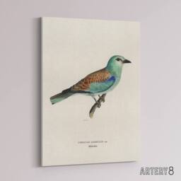 "Artery8 European Roller Bird Von Wright Vintage Canvas Wall Art in Beige - Size: W18"" x H24""" - thumbnail 2