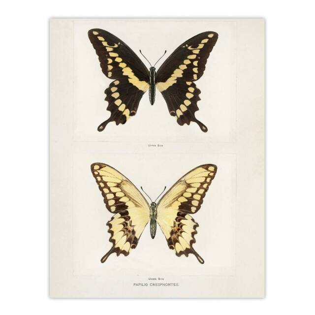 "Artery8 Giant Swallowtail Butterfly Sherman Denton Wall Art Poster Print in White - Size: W12"" x H16""" - image 1