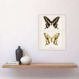 "Artery8 Giant Swallowtail Butterfly Sherman Denton Wall Art Poster Print in White - Size: W12"" x H16""" - thumbnail 4