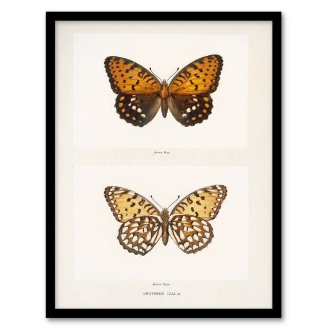 Artery8 Sherman Denton Framed Wall Art Print Regal Fritillary Butterfly in White - Size: A4 - image 1