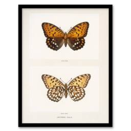 Artery8 Sherman Denton Framed Wall Art Print Regal Fritillary Butterfly in White - Size: A4 - thumbnail 1