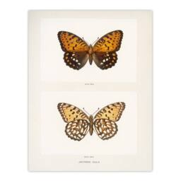Artery8 Sherman Denton Framed Wall Art Print Regal Fritillary Butterfly in White - Size: A4 - thumbnail 3