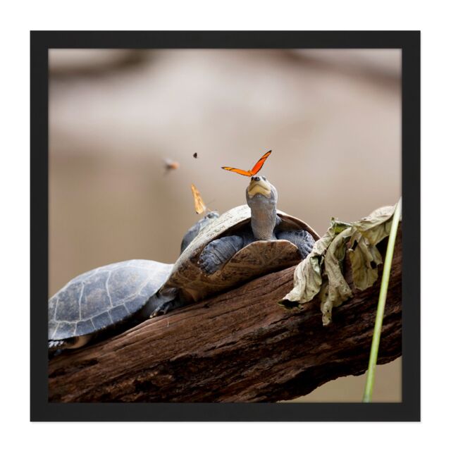 "Artery8 Wall Art Print Amalavida Ecuador Butterfly Drinking Turtle Tears Photo Square Framed Picture 16X16 Inch in Black - Size: W16"" x H16""" - image 1