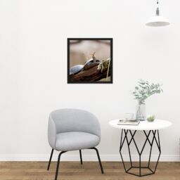 "Artery8 Wall Art Print Amalavida Ecuador Butterfly Drinking Turtle Tears Photo Square Framed Picture 16X16 Inch in Black - Size: W16"" x H16""" - thumbnail 2