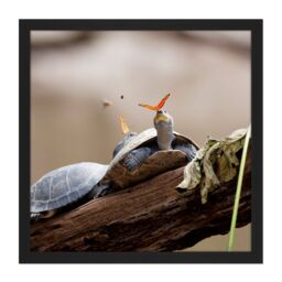 "Artery8 Wall Art Print Amalavida Ecuador Butterfly Drinking Turtle Tears Photo Square Framed Picture 16X16 Inch in Black - Size: W16"" x H16""" - thumbnail 1