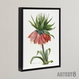 "Artery8 Crown Imperial Flower Redoute Vintage Black Framed Canvas Wall Art in White - Size: W12"" x H16""" - thumbnail 2