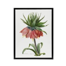 "Artery8 Crown Imperial Flower Redoute Vintage Black Framed Canvas Wall Art in White - Size: W12"" x H16""" - thumbnail 1
