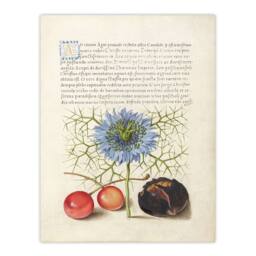 Artery8 Model Book of Calligraphy Framed Wall Art Love in a Mist & Cherries in White - Size: A4 - thumbnail 3