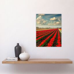 "Artery8 Tulip Fields Blue Sky Painting Holland Modern Wall Art Print in Red - Size: W12"" x H16""" - thumbnail 4