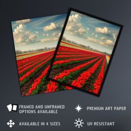 "Artery8 Tulip Fields Blue Sky Painting Holland Modern Wall Art Print in Red - Size: W12"" x H16""" - thumbnail 2